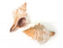 trapezium conch seashell